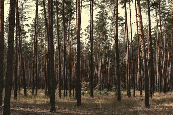 Ponurý borový les — Stock fotografie