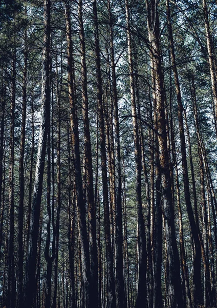 Bosque de pinos sombrío —  Fotos de Stock