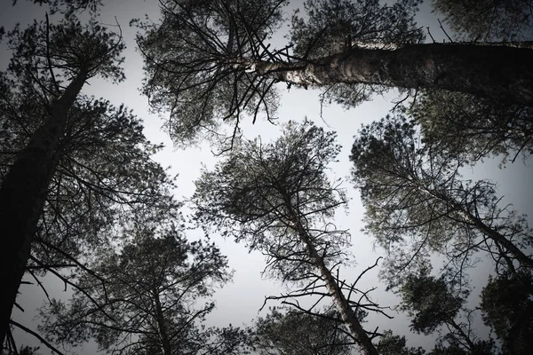 Düsterer Kiefernwald — Stockfoto