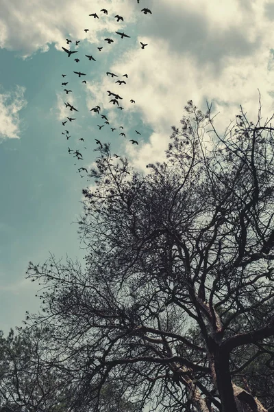 Oiseaux noirs dans le ciel — Photo