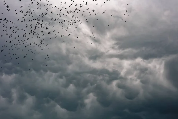 Uccelli neri nel cielo — Foto Stock