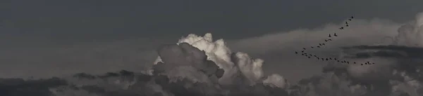 Pássaros negros no céu — Fotografia de Stock