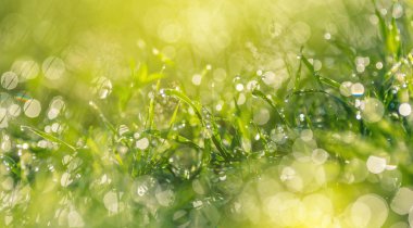 çiy damlaları closeup ile çim