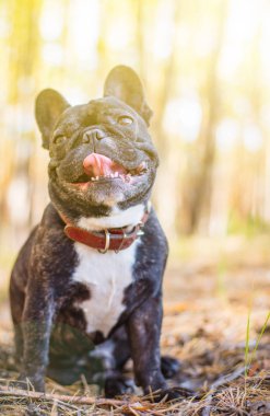 Köpek Fransız Buldog portresi 