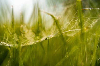Yeşil çimlerde örümcek ağı 