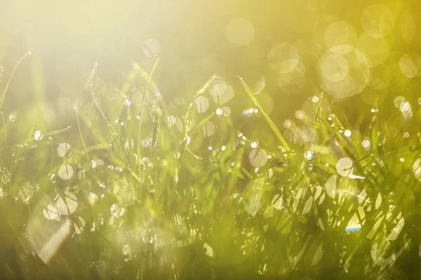 Grass with dew drops closeup — Stock Photo, Image