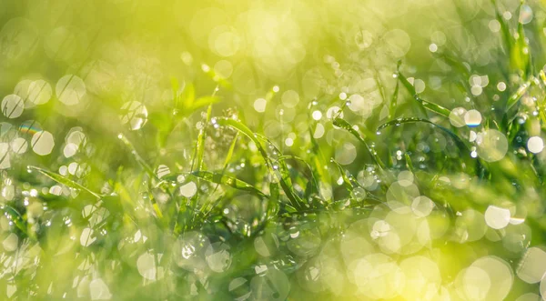 Herbe avec gouttes de rosée gros plan — Photo