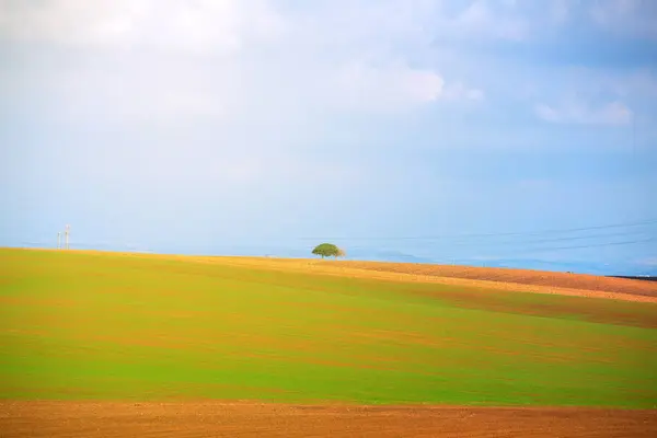 Champ agricole avec blé vert — Photo