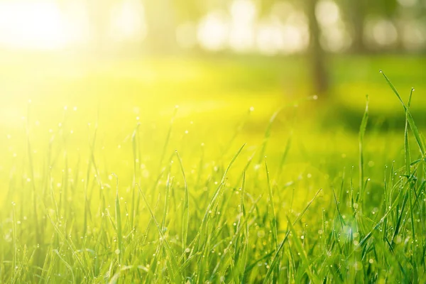 Grass with dew drops closeup — Stock Photo, Image