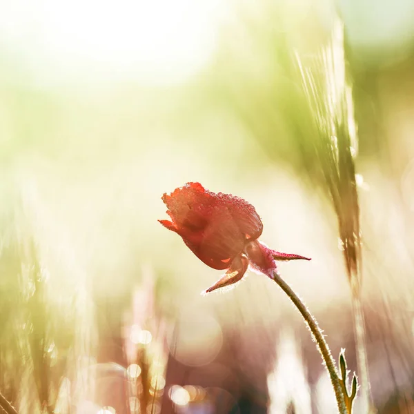 Flores silvestres con hierba primer plano al aire libre —  Fotos de Stock