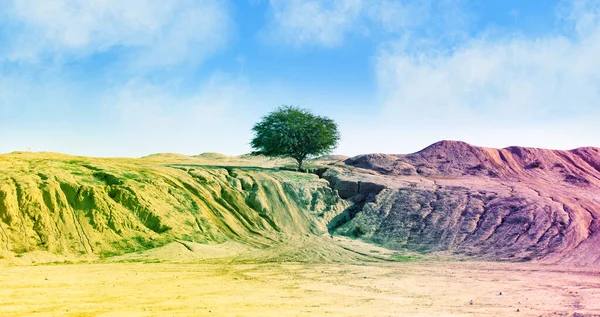 Árbol verde en un cañón del desierto — Foto de Stock