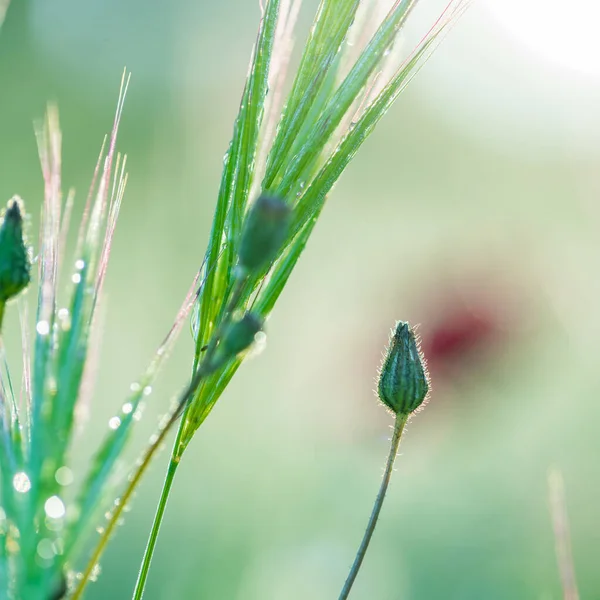 屋外で草を閉じて野の花を — ストック写真