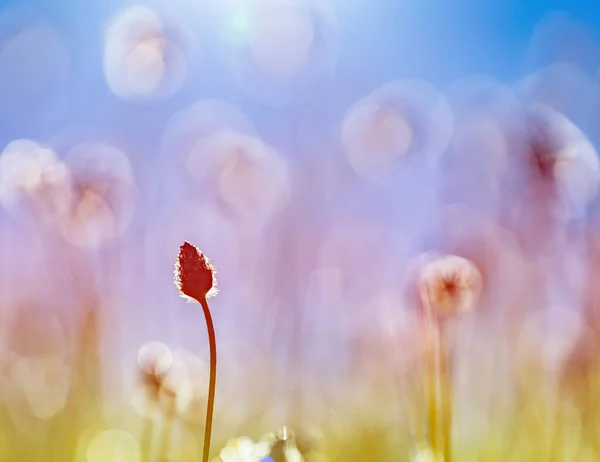 Flores silvestres en el fondo del cielo de cerca —  Fotos de Stock