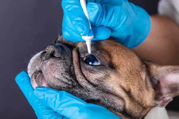 Médecine Dans Œil Chien Bulldog Français — Photo