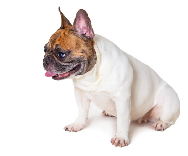 Francês Bulldog Raça Cão Branco Isolado Fundo — Fotografia de Stock