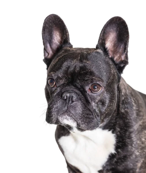 Franse Bulldog Ras Hond Witte Geïsoleerde Achtergrond — Stockfoto