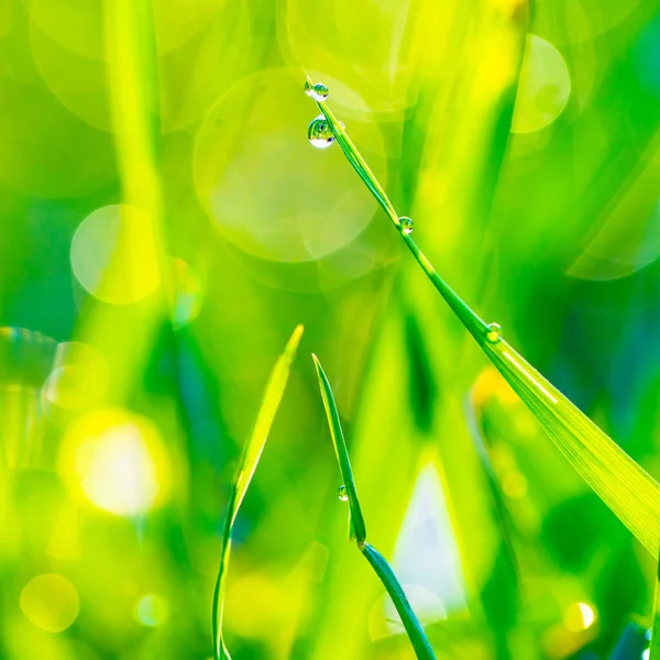 Natürlicher Hintergrund Gras Mit Tautropfen Nahaufnahme — Stockfoto