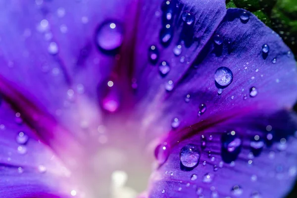 Garden Bindweed Flower Closeup Dew Drops — Stock Photo, Image