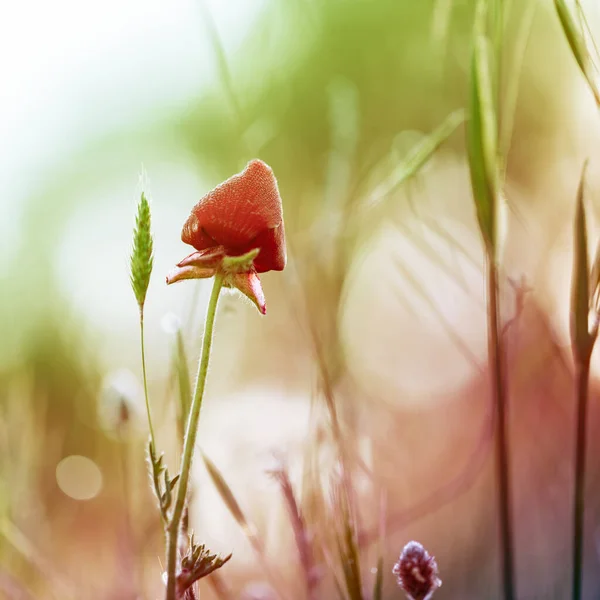 自然を背景に草を閉じ込めた野の花を屋外で — ストック写真