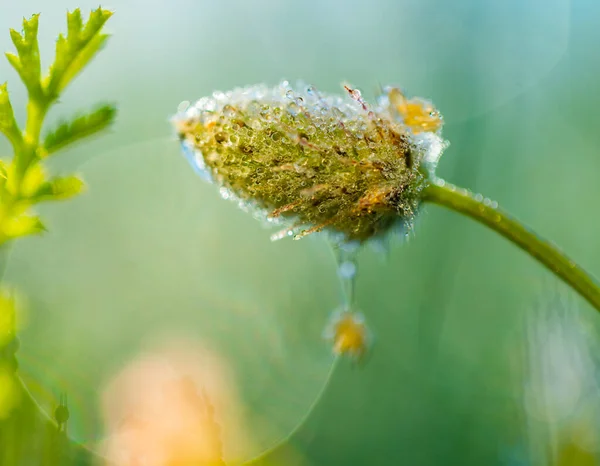 Fondo Naturaleza Flores Silvestres Con Hierba Primer Plano Aire Libre —  Fotos de Stock