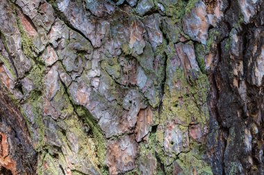 Çam kabuğu dokusunun soyut arkaplanı yakın plan