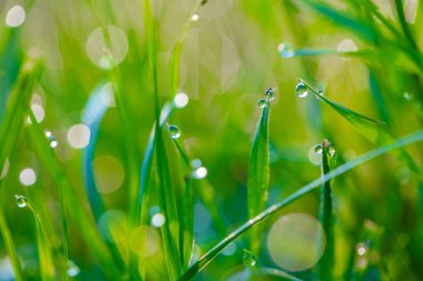 Doğal arkaplan, çiğ taneli çimenler yakın plan düşer