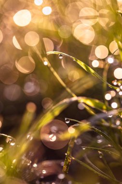 Doğal arkaplan, çiğ taneli çimenler yakın plan düşer