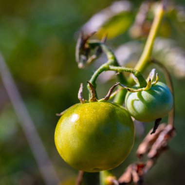 Doğal arka plan, büyüyen sebzeler yakın plan yeşil domatesler