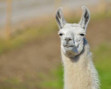 Lama 'nın hayvan portresi, kafa yakın plan.