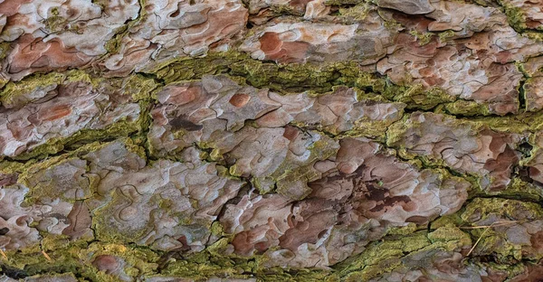 松树树皮纹理特写的抽象背景 — 图库照片