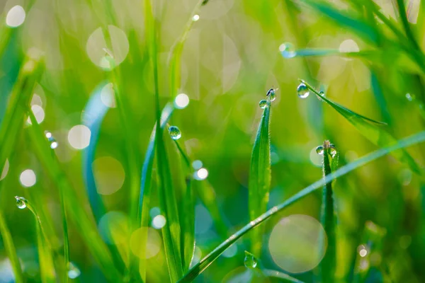 Doğal arkaplan, çiğ taneli çimenler yakın plan düşer