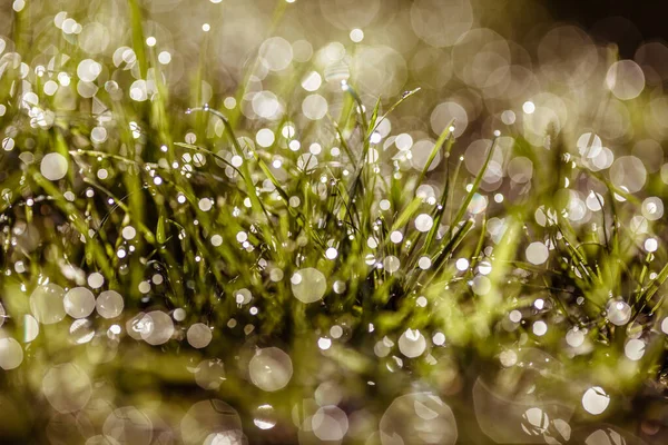 Fond Naturel Herbe Avec Gouttes Rosée Gros Plan — Photo