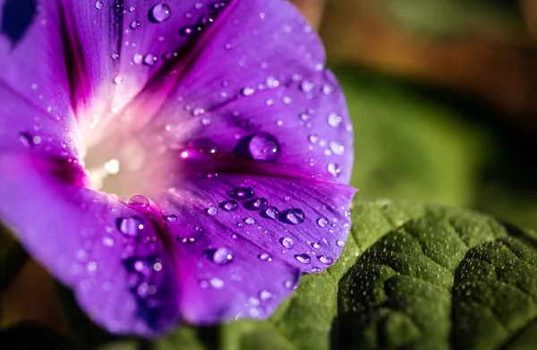 Jardin Bindweed Fleur Gros Plan Avec Rosée Gouttes — Photo