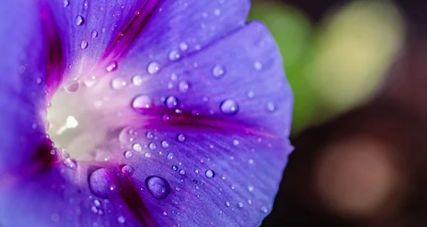 Tuin Bindonkruid Bloem Close Met Dauw Druppels — Stockfoto