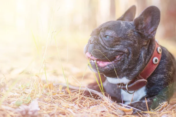 Γαλλικό Πορτρέτο Μπουλντόγκ Σκύλου Στο Δάσος — Φωτογραφία Αρχείου
