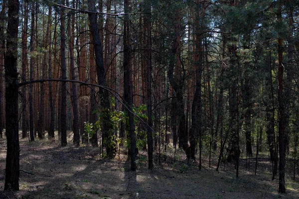 Kırsal alan, çam ormanı yaz günü.