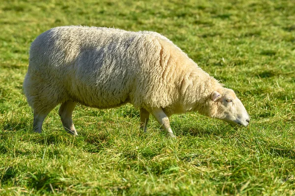 Сельскохозяйственный Ландшафт Животные Овцы Едят Зеленую Траву — стоковое фото