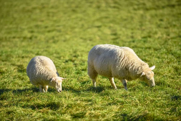 Farm Landscape Animals Sheep Eating Green Grass — Stock Photo, Image
