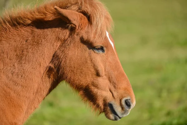 animal portrait horse\'s head close-up