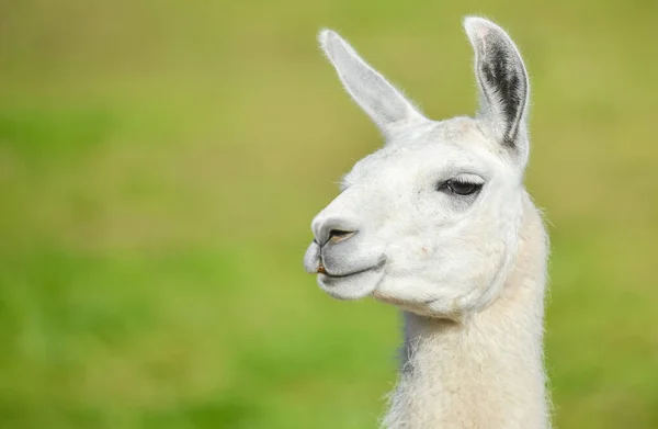 Ritratto Animale Lama Primo Piano Testa — Foto Stock