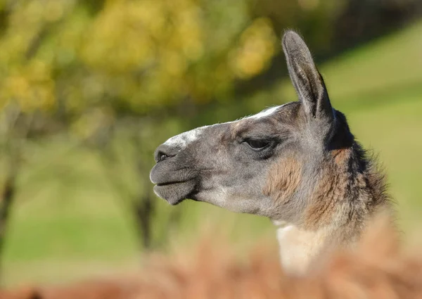 Retrato Animal Llama Primer Plano Cabeza — Foto de Stock