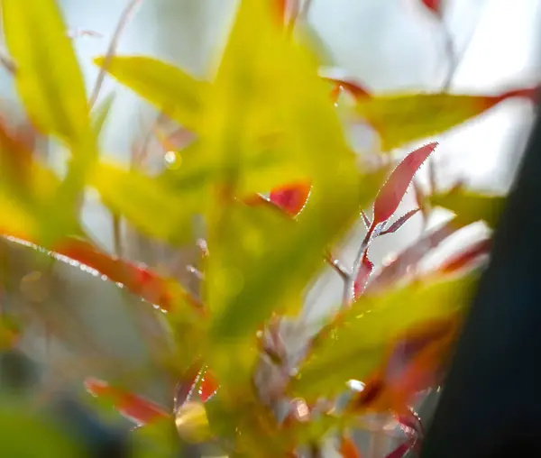 Fondo Naturaleza Hojas Otoño Colores Árbol —  Fotos de Stock