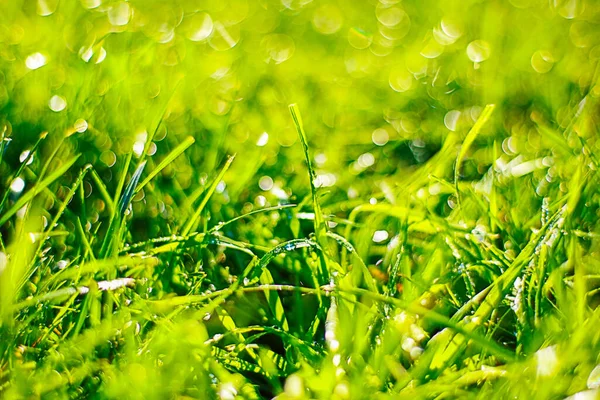 Naturlig Bakgrund Gräs Med Dagg Droppar Närbild — Stockfoto