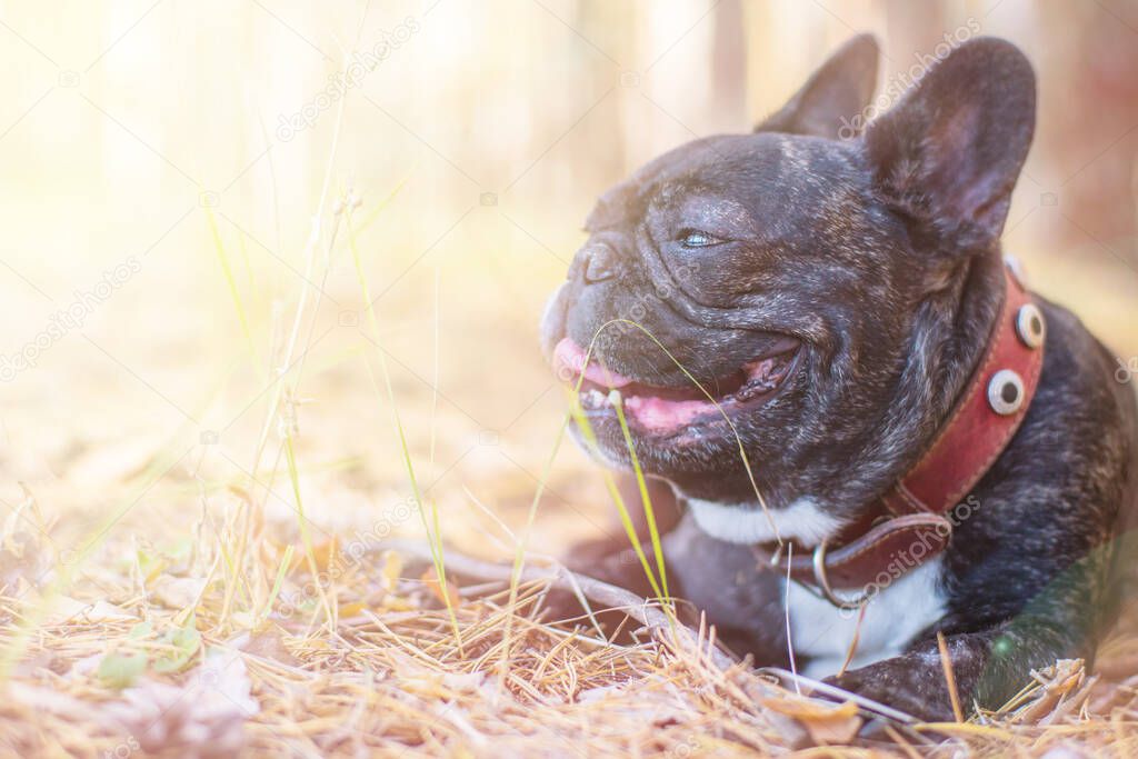 dog french bulldog portrait in the forest