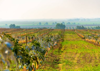 yeşil taze meyve ağaçları ile bahar manzarası
