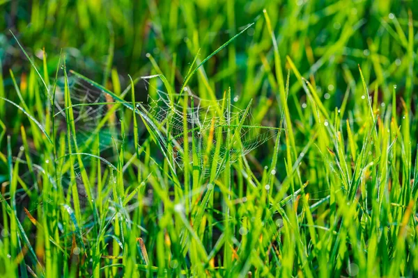 Nature Background Spider Web Green Grass — Stock Photo, Image