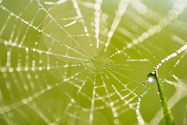 Nature Background Spider Web Green Grass — Stock Photo, Image