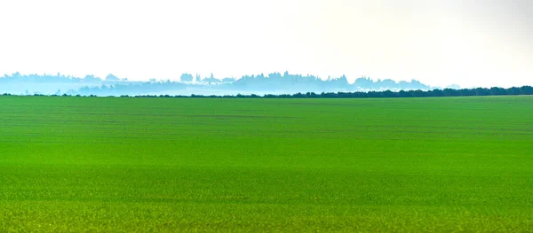 Paysage Printemps Champ Agricole Avec Blé Vert — Photo