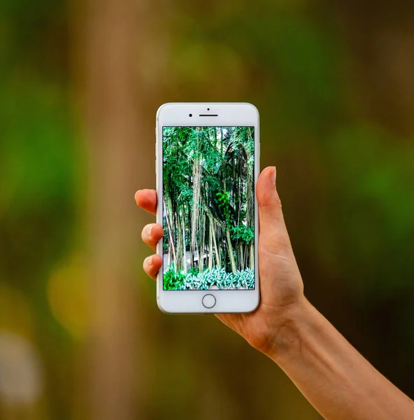 Concepto de fotografía móvil. Mujer de mano sosteniendo el teléfono inteligente y tomando fotos de flores y árboles en el fondo. La profundidad del campo. Concepto de naturaleza. Copiar espacio . — Foto de Stock