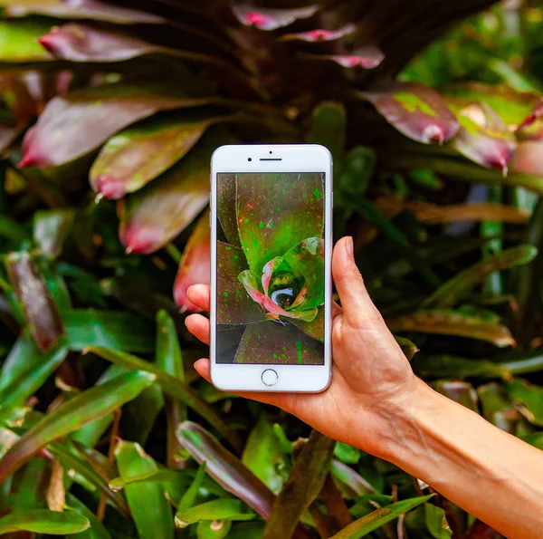 Concepto de fotografía móvil. Mujer de mano sosteniendo el teléfono inteligente y tomando fotos de flores y árboles en el fondo. La profundidad del campo. Concepto de naturaleza. Copiar espacio . — Foto de Stock